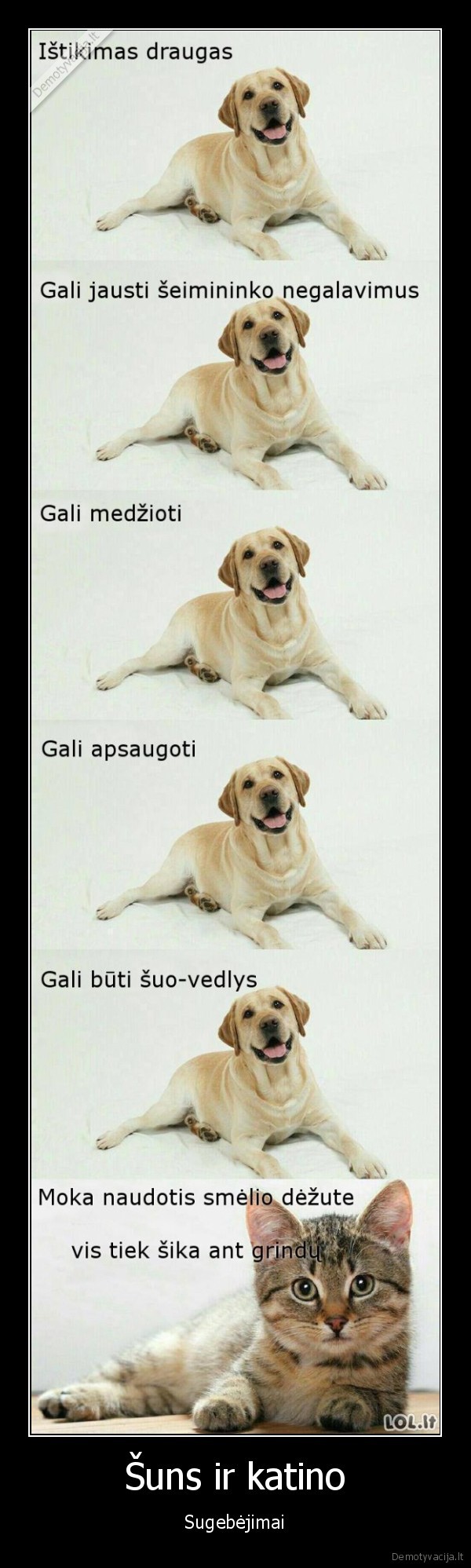 Šuns ir katino - Sugebėjimai. 