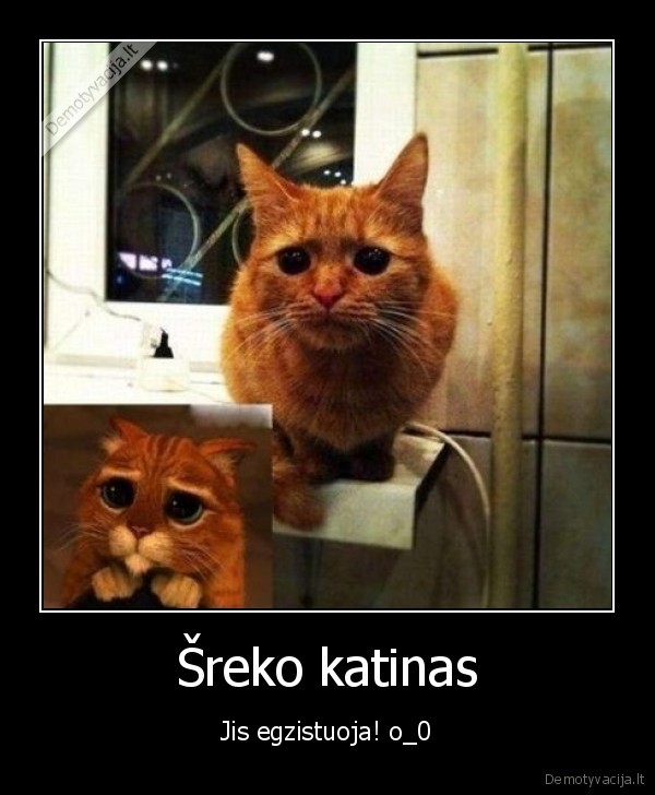 Šreko katinas - Jis egzistuoja! o_0