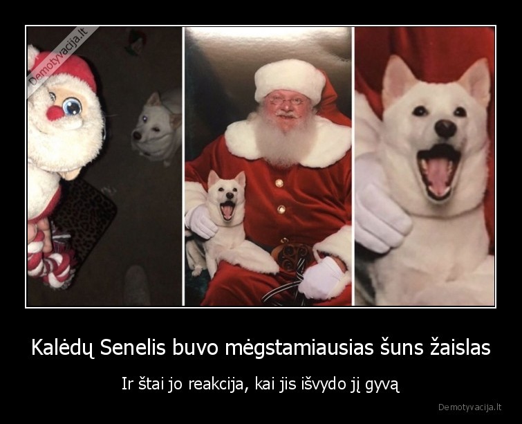 Kalėdų Senelis buvo mėgstamiausias šuns žaislas - Ir štai jo reakcija, kai jis išvydo jį gyvą. 
