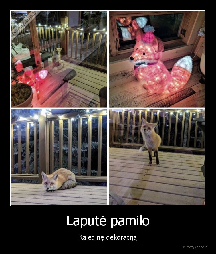 Laputė pamilo - Kalėdinę dekoraciją. 