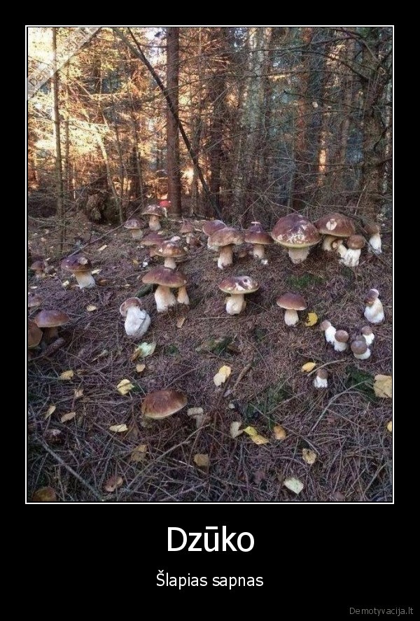 Dzūko - Šlapias sapnas. 