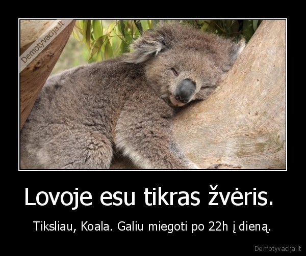 Lovoje esu tikras žvėris.  - Tiksliau, Koala. Galiu miegoti po 22h į dieną.. 