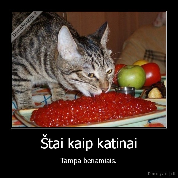 Štai kaip katinai - Tampa benamiais.. 