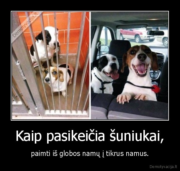 Kaip pasikeičia šuniukai, - paimti iš globos namų į tikrus namus.. 