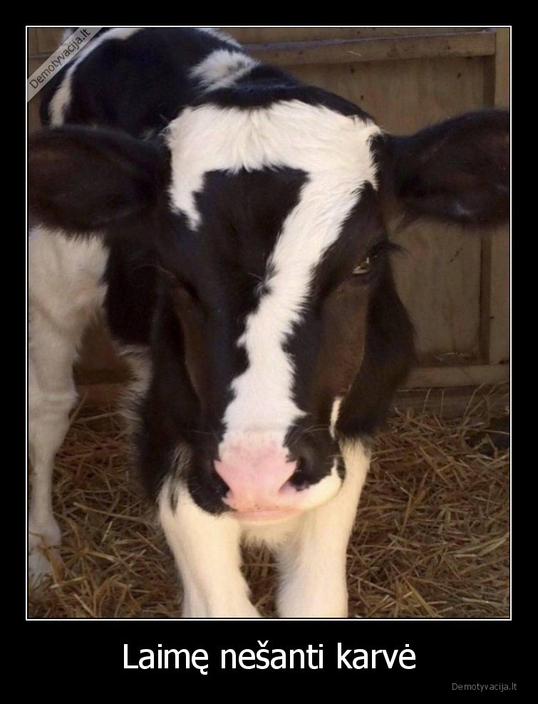 Laimę nešanti karvė. 