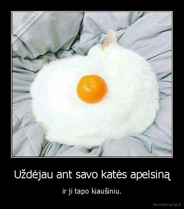 Uždėjau ant savo katės apelsiną - ir ji tapo kiaušiniu.. 