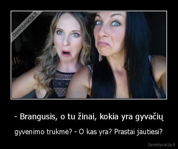 - Brangusis, o tu žinai, kokia yra gyvačių - gyvenimo trukmė? - O kas yra? Prastai jautiesi?. 