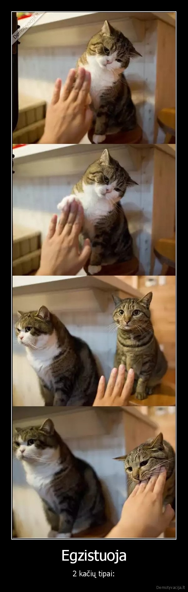 Egzistuoja - 2 kačių tipai:. 