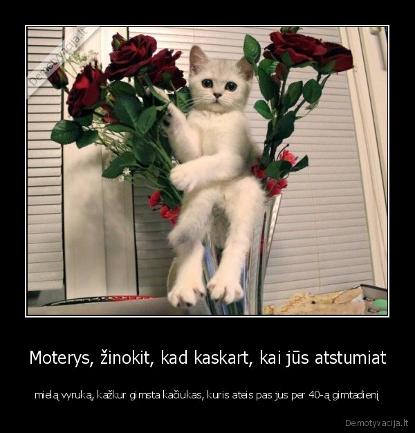 Moterys, žinokit, kad kaskart, kai jūs atstumiat - mielą vyruką, kažkur gimsta kačiukas, kuris ateis pas jus per 40-ą gimtadienį. 