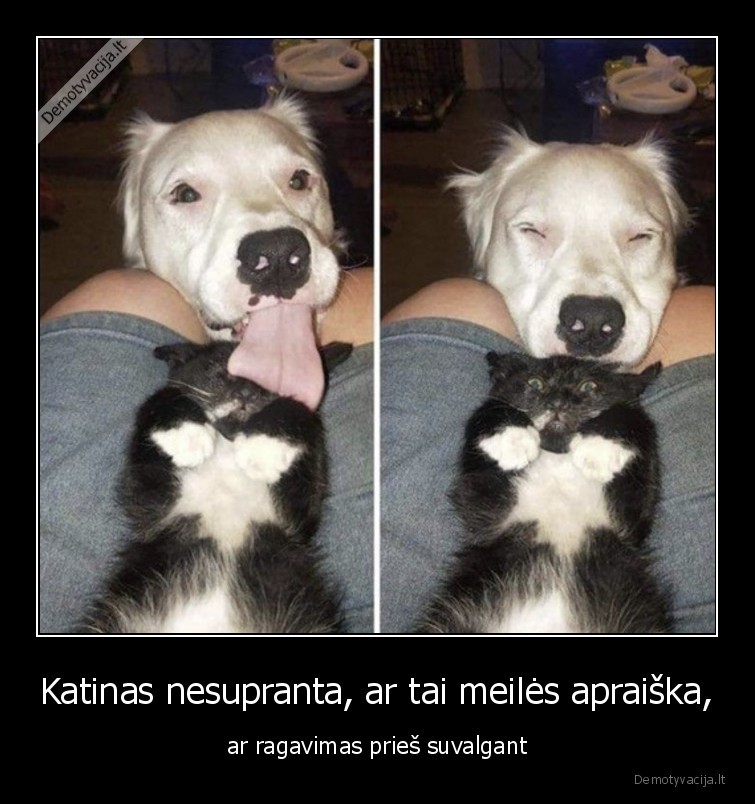Katinas nesupranta, ar tai meilės apraiška, - ar ragavimas prieš suvalgant. 