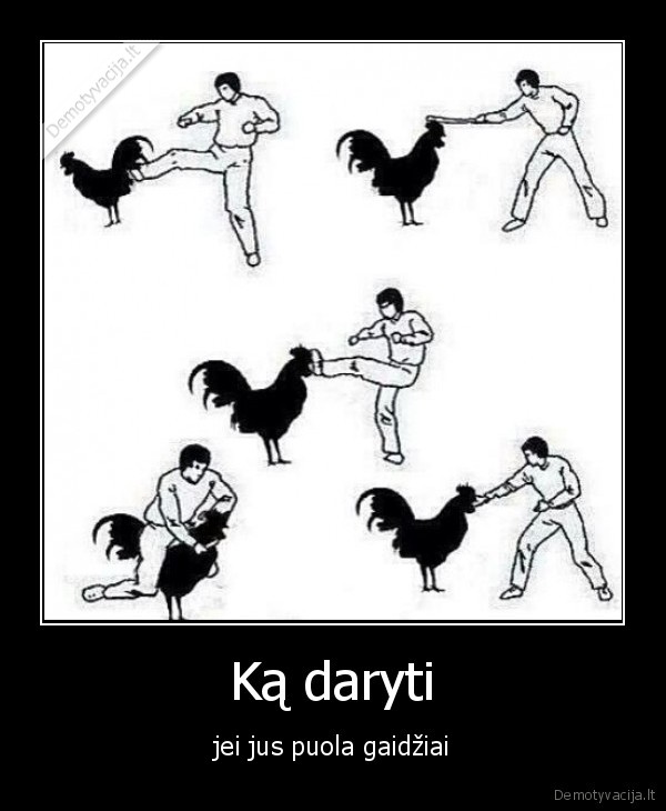 Ką daryti - jei jus puola gaidžiai. 