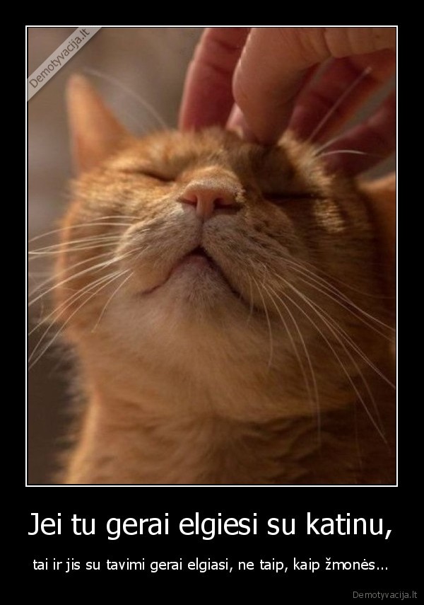 Jei tu gerai elgiesi su katinu, - tai ir jis su tavimi gerai elgiasi, ne taip, kaip žmonės.... 