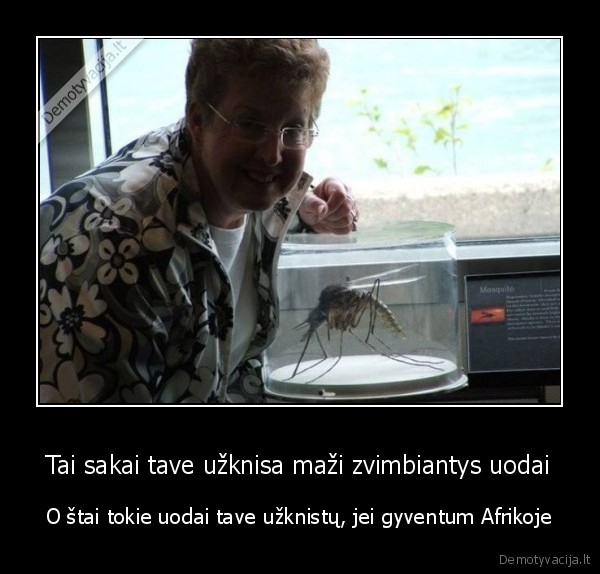 Tai sakai tave užknisa maži zvimbiantys uodai - O štai tokie uodai tave užknistų, jei gyventum Afrikoje. 