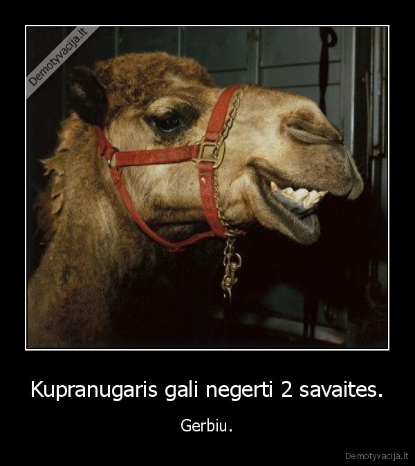 Kupranugaris gali negerti 2 savaites. - Gerbiu.. 