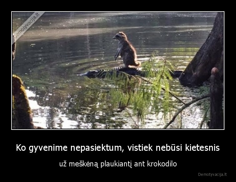 Ko gyvenime nepasiektum, vistiek nebūsi kietesnis - už meškėną plaukiantį ant krokodilo. 