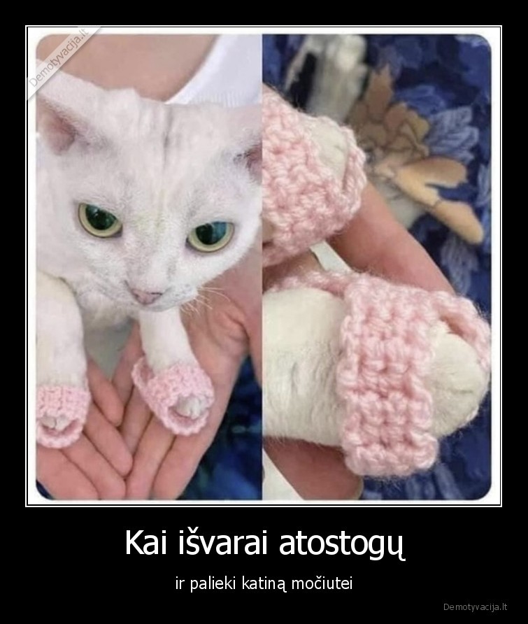 Kai išvarai atostogų - ir palieki katiną močiutei. 