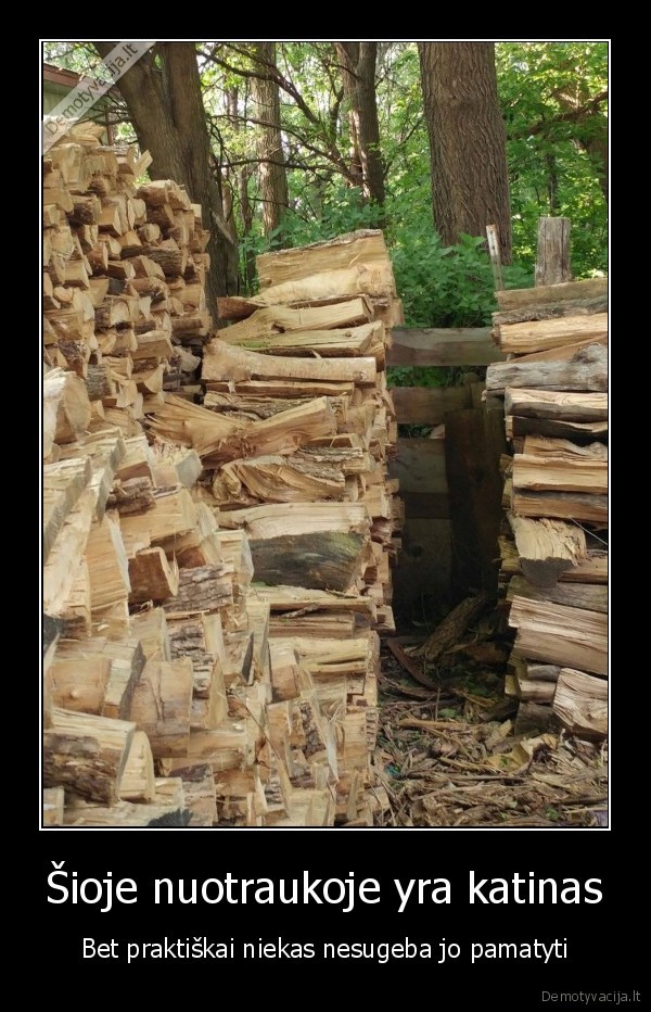 Šioje nuotraukoje yra katinas - Bet praktiškai niekas nesugeba jo pamatyti. 