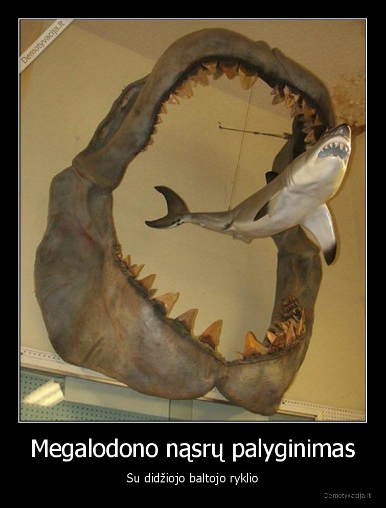 Megalodono nąsrų palyginimas - Su didžiojo baltojo ryklio. 