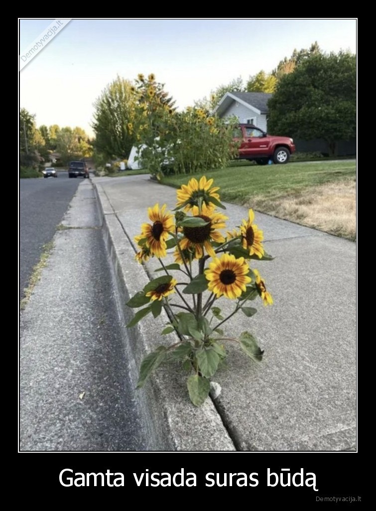 Gamta visada suras būdą. 