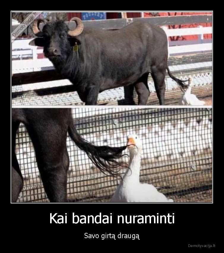 Kai bandai nuraminti - Savo girtą draugą. 