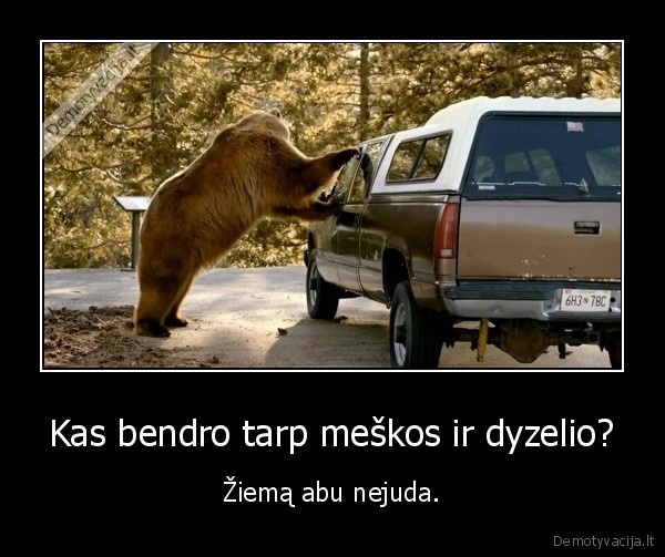 Kas bendro tarp meškos ir dyzelio? - Žiemą abu nejuda.. 
