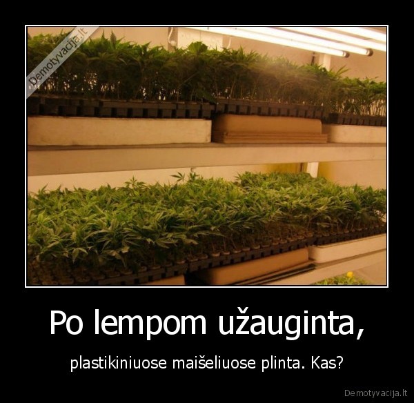 Po lempom užauginta, - plastikiniuose maišeliuose plinta. Kas?. 