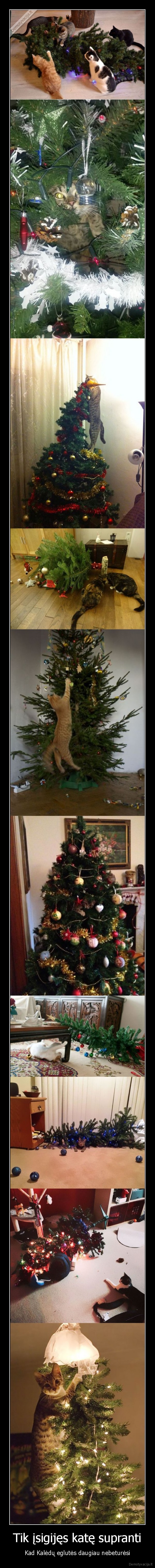 Tik įsigijęs katę supranti - Kad Kalėdų eglutės daugiau nebeturėsi. 
