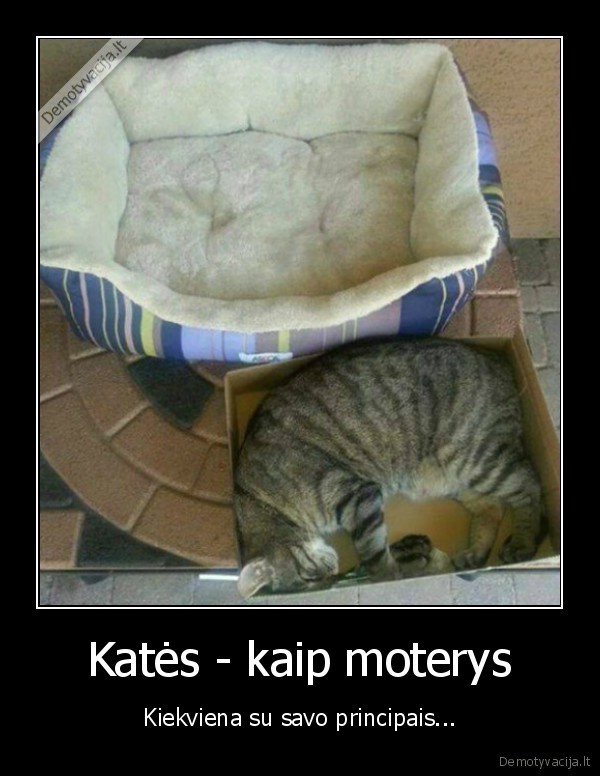 Katės - kaip moterys - Kiekviena su savo principais.... 